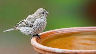 A detailed close-up of a finch perched on a birdbath in Camarillo, California.
