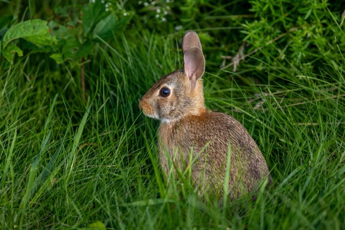 A wild rabbit sits camouflaged amidst lush grass in a natural setting, captured in Southborough, MA.
