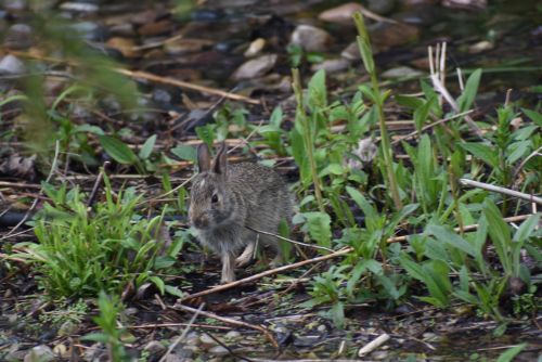 young Eastern Cottontail rabbit in a garden