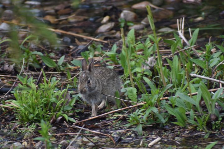 young Eastern Cottontail rabbit in a garden