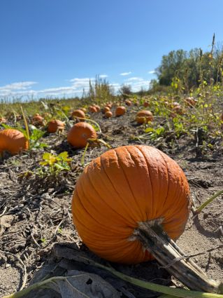 Wasem's Fruit Farm pumpkin patch, blue sky