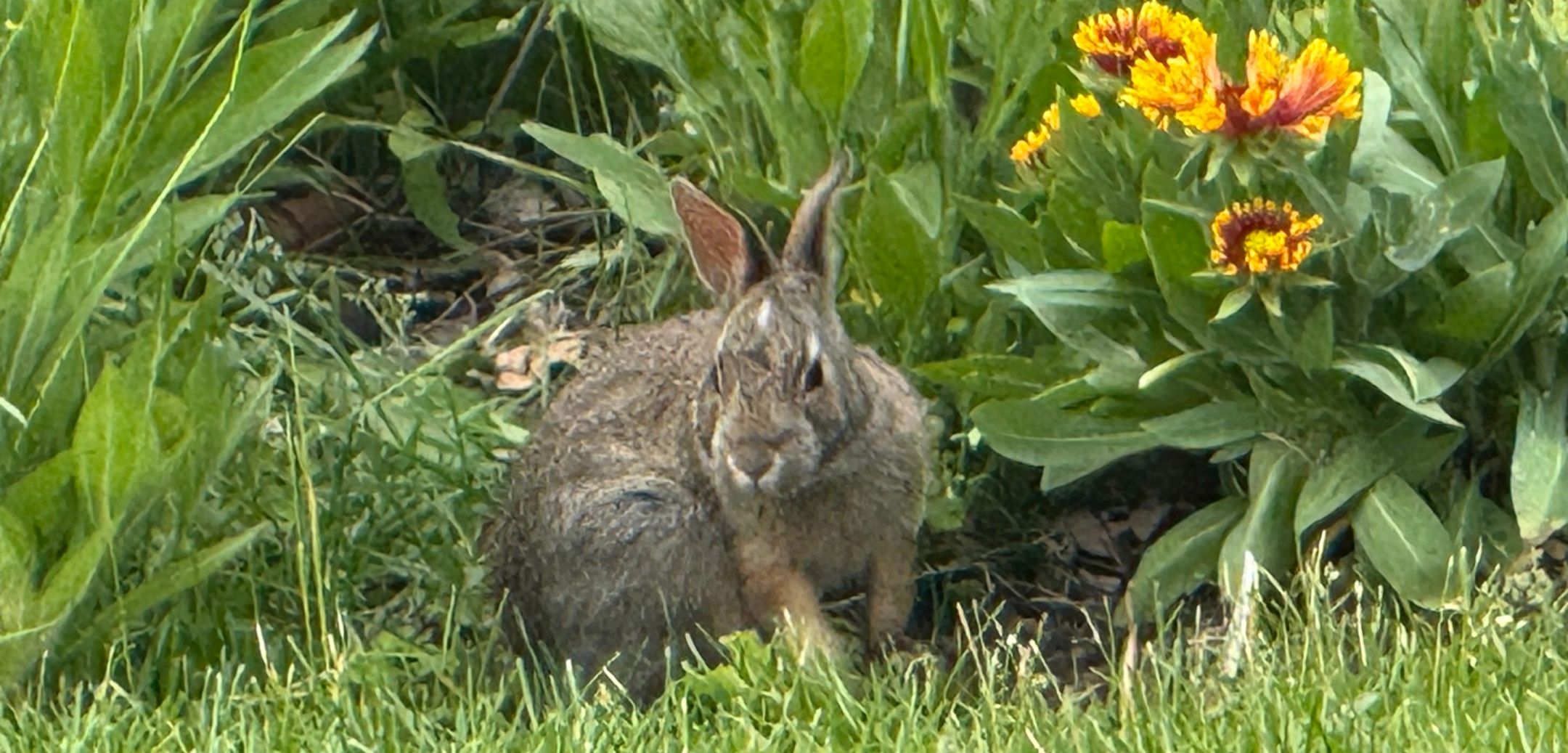 rabbit in a garden, next to flowers, Gailardia