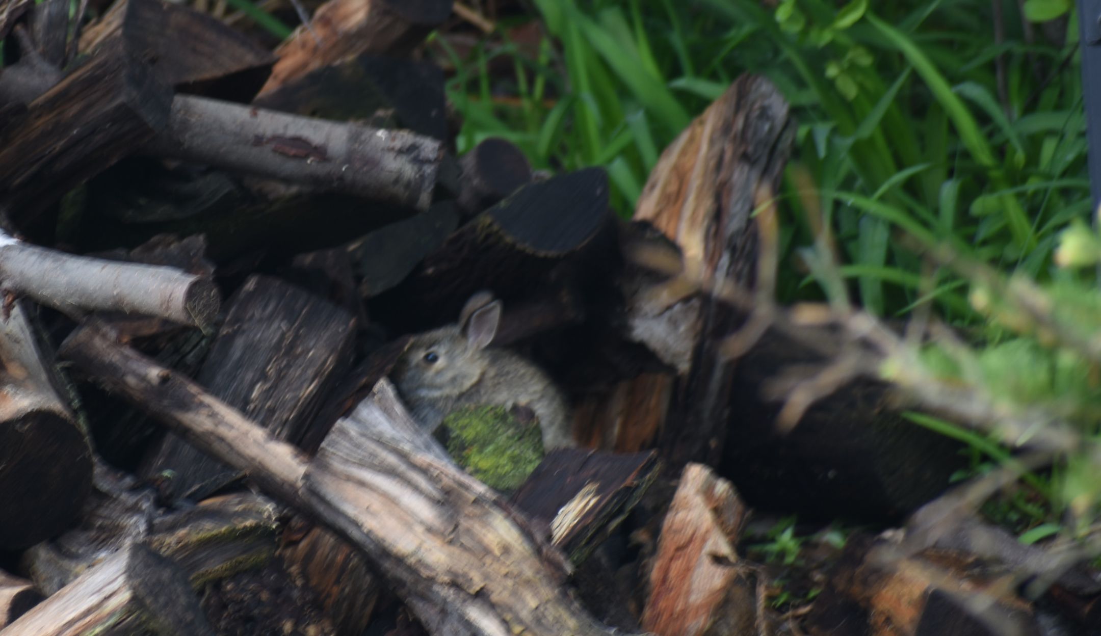 small Eastern Cottontail rabbit inside a wood pile